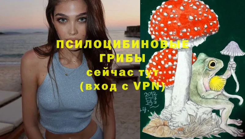 Галлюциногенные грибы Psilocybe  кракен зеркало  Анапа 